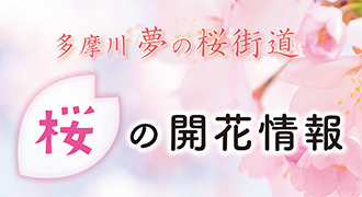 桜の開花情報