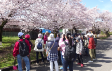 多摩川　櫻ウオーキング大会